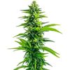 Acapulco Gold, Фасовка: 3+1